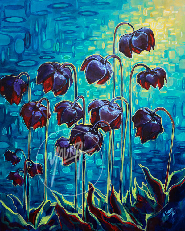 Pitcher Plants